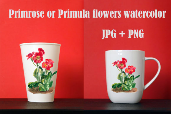 Primrose or Primula Flowers Watercolor Illustrations