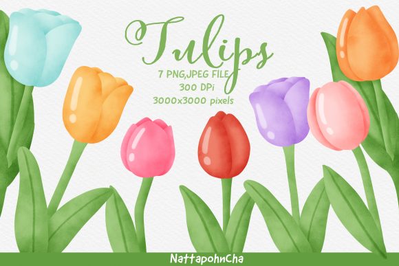 Watercolor Colorful Tulips Clipart and Illustrations