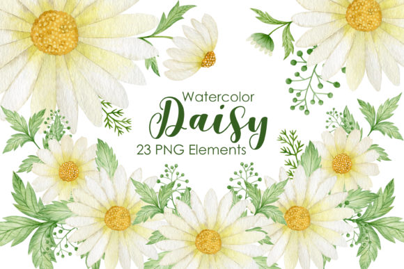 Watercolor Daisy Clipart and Illustrations