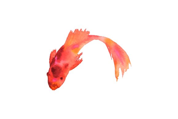 Watercolor Fish on White Background Illustrations