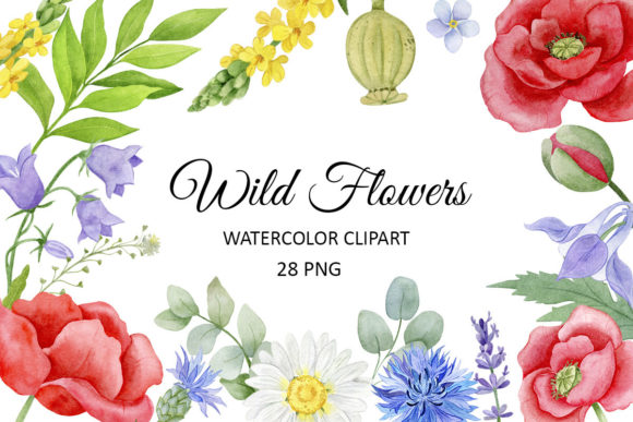 Watercolor Floral Set, Wild Flowers. Illustrations