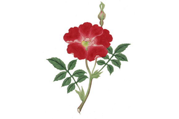 Watercolor Flower Design for Creative Illustrations