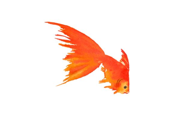 Watercolor Gold Fish on White Background Illustrations