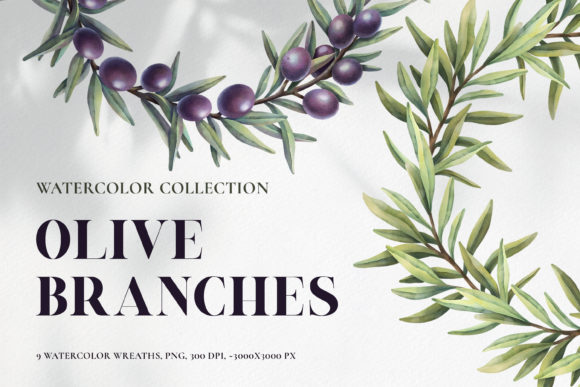 Watercolor Olive Branch Wreats Illustrations