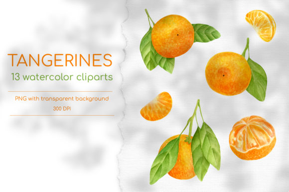 Watercolor Tangerine Clipart Set and Illustrations